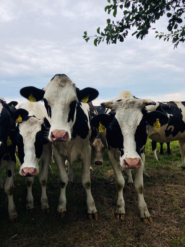 7e93396d-4d23-4687-b9e6-ecac8bf20e3f